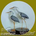 حواصیل خاکستری